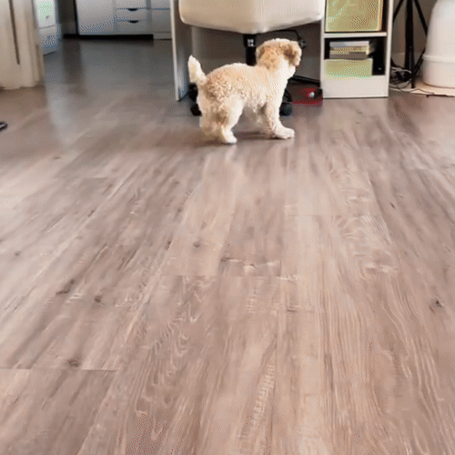 HappyPaws™ - CrazyChase Pro